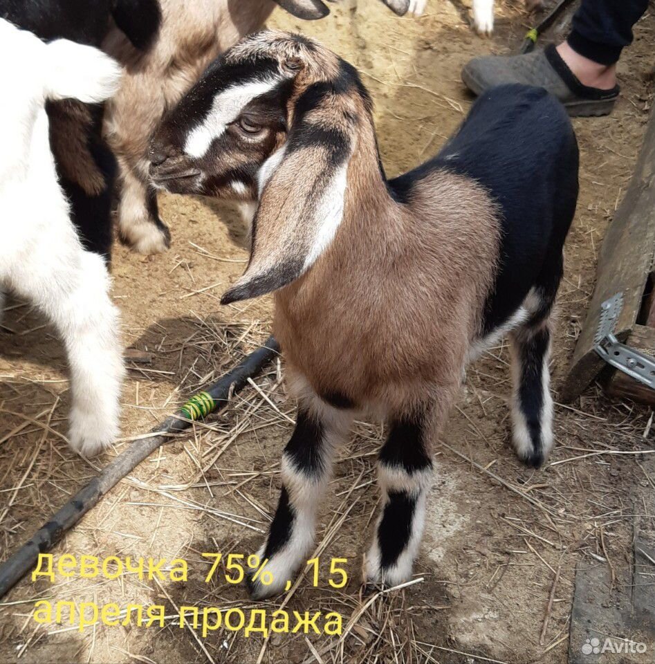 Коза нубийская купить на Зозу.ру - фотография № 2