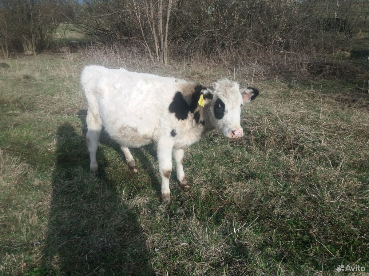 Корова, теленок, бык купить на Зозу.ру - фотография № 3