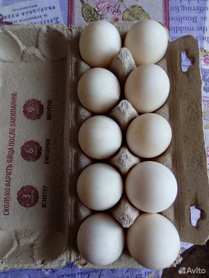 Яйца утиные купить на Зозу.ру - фотография № 1