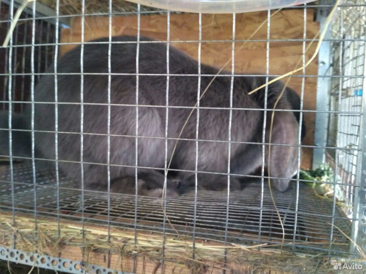 Кролик порода Французский Баран купить на Зозу.ру - фотография № 4