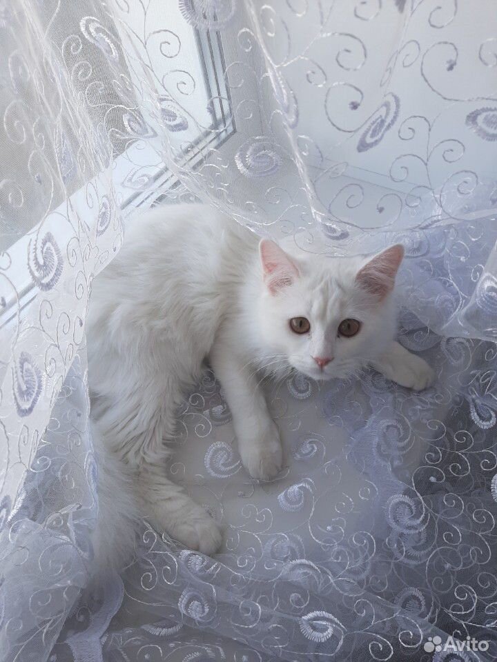 Шотландский кот приглашает на вязку купить на Зозу.ру - фотография № 4