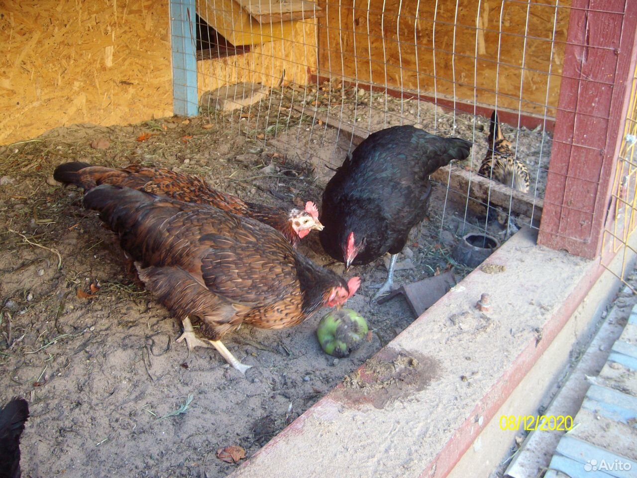 Яйцо и цыплята породной птицы купить на Зозу.ру - фотография № 7