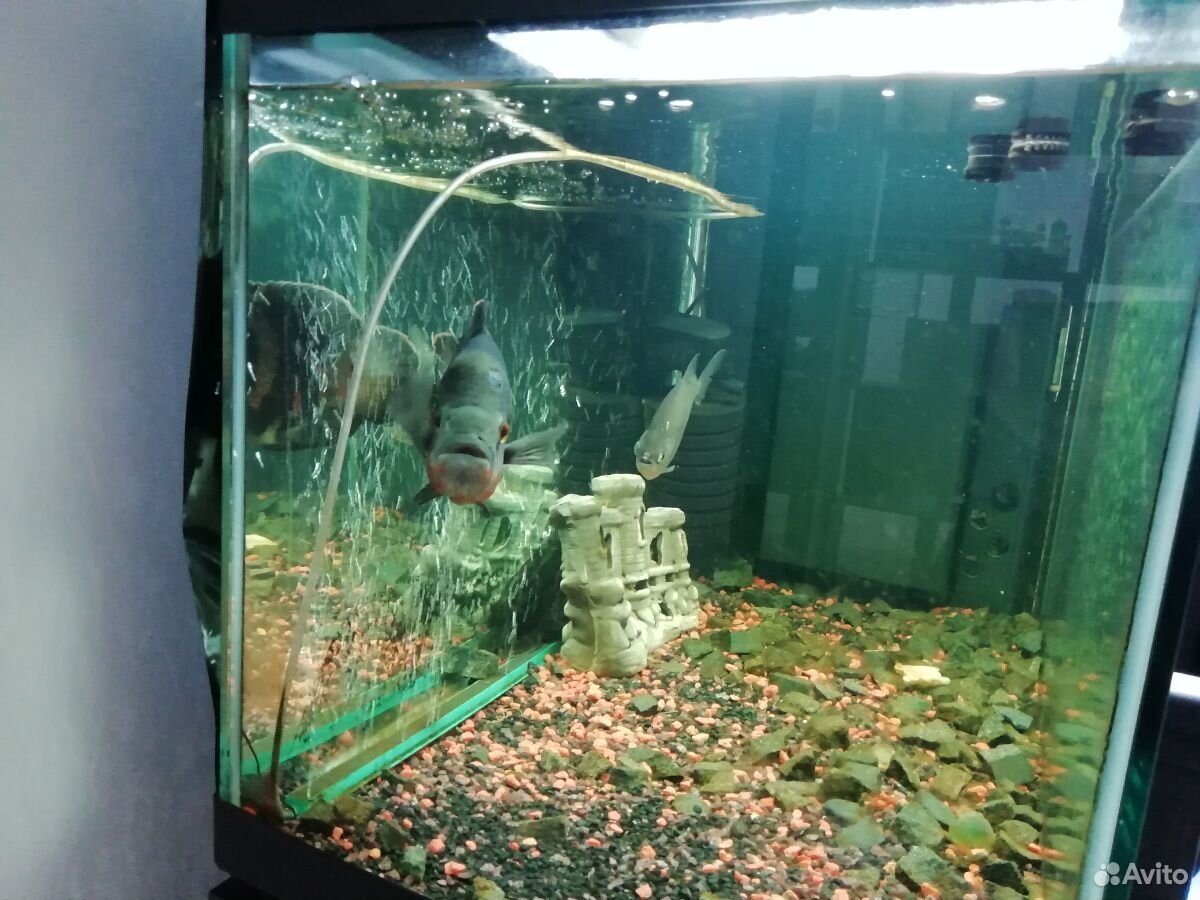 Аквариумная рыбка Астронотус-оскар тигровый купить на Зозу.ру - фотография № 3