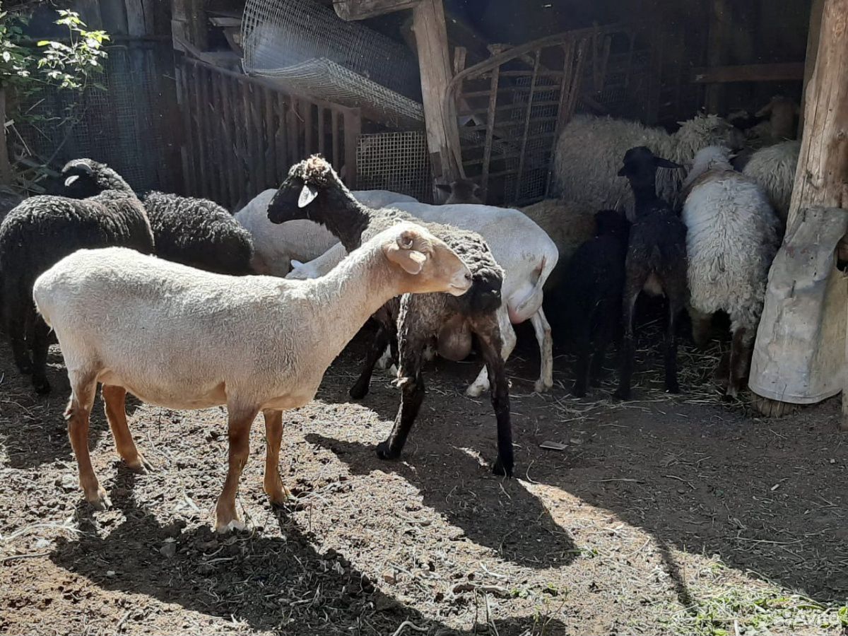 Овцы и бараны купить на Зозу.ру - фотография № 8