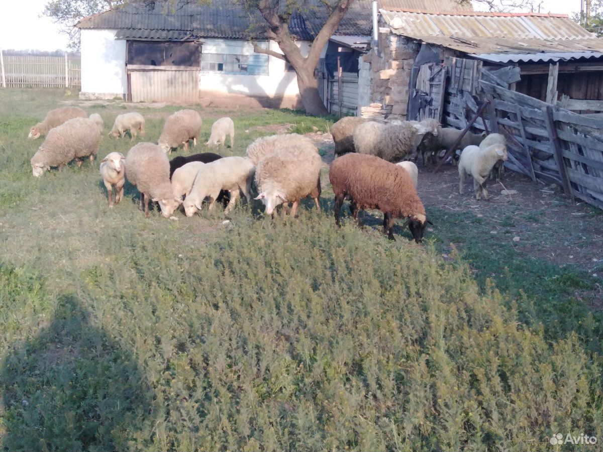 Барашки овце матки 5 шт купить на Зозу.ру - фотография № 5
