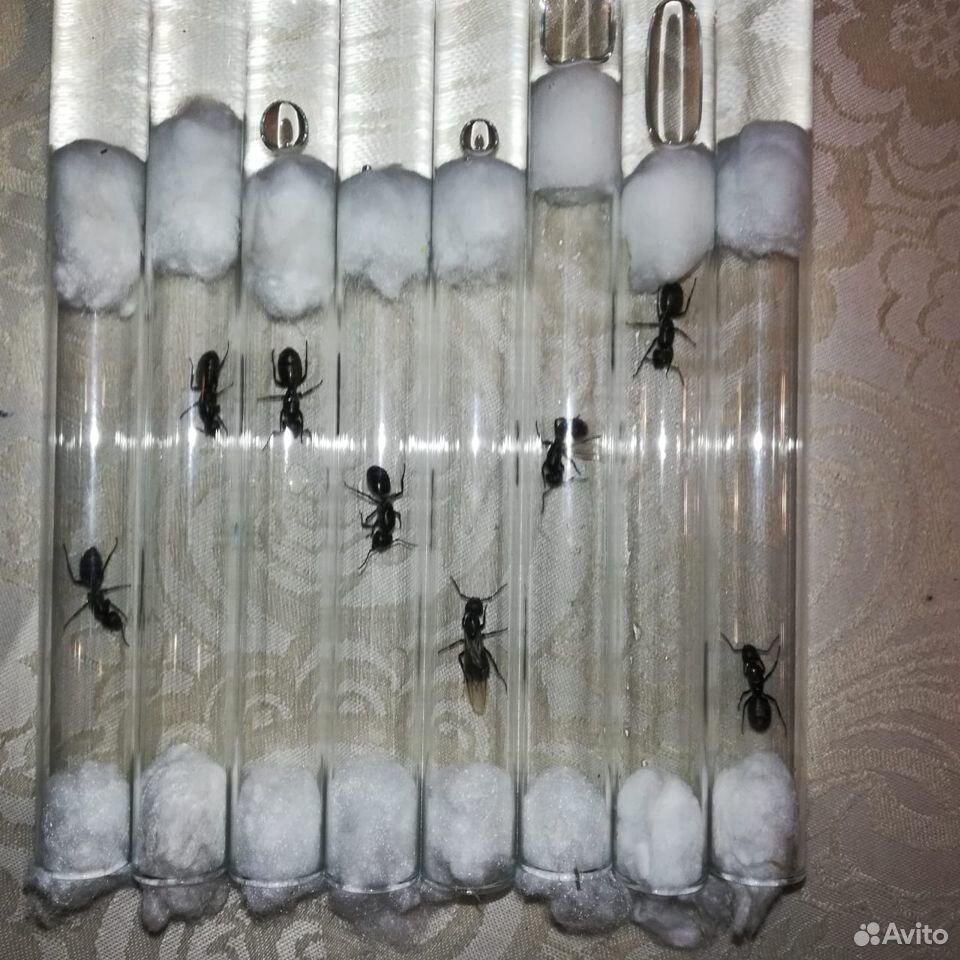 Матка Camponotus Vagus купить на Зозу.ру - фотография № 1
