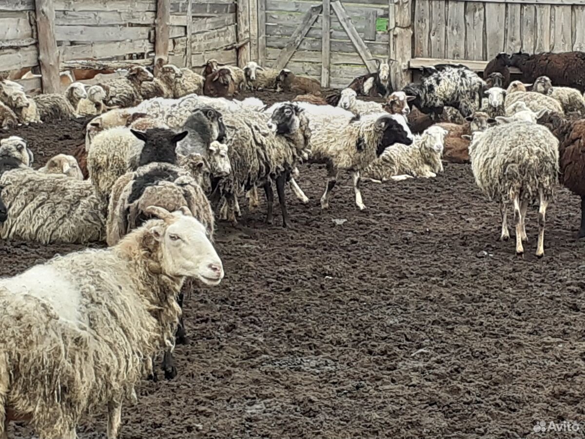 Овцы, ягнята купить на Зозу.ру - фотография № 2