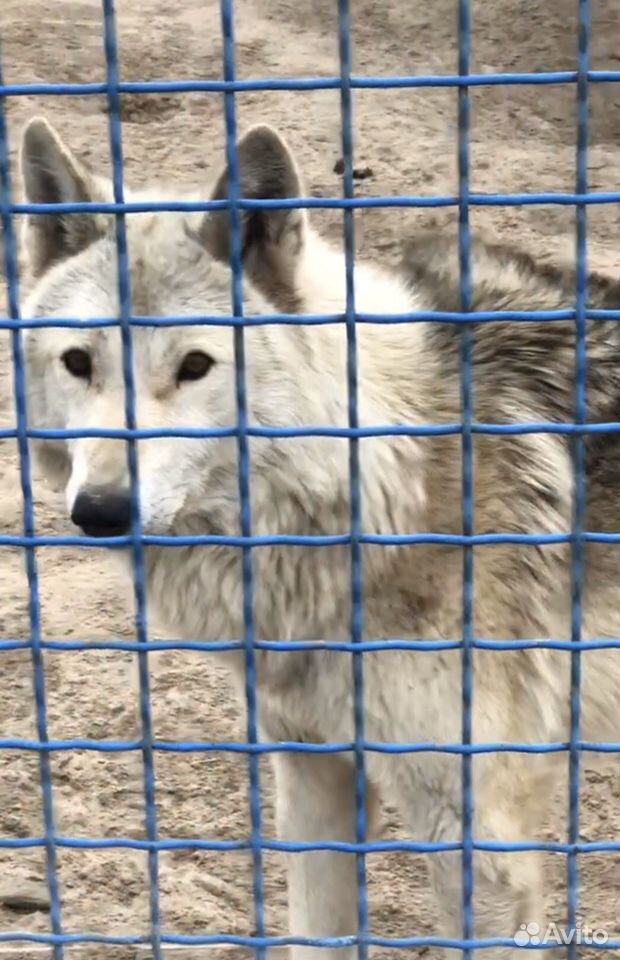 Канадский волк купить на Зозу.ру - фотография № 5