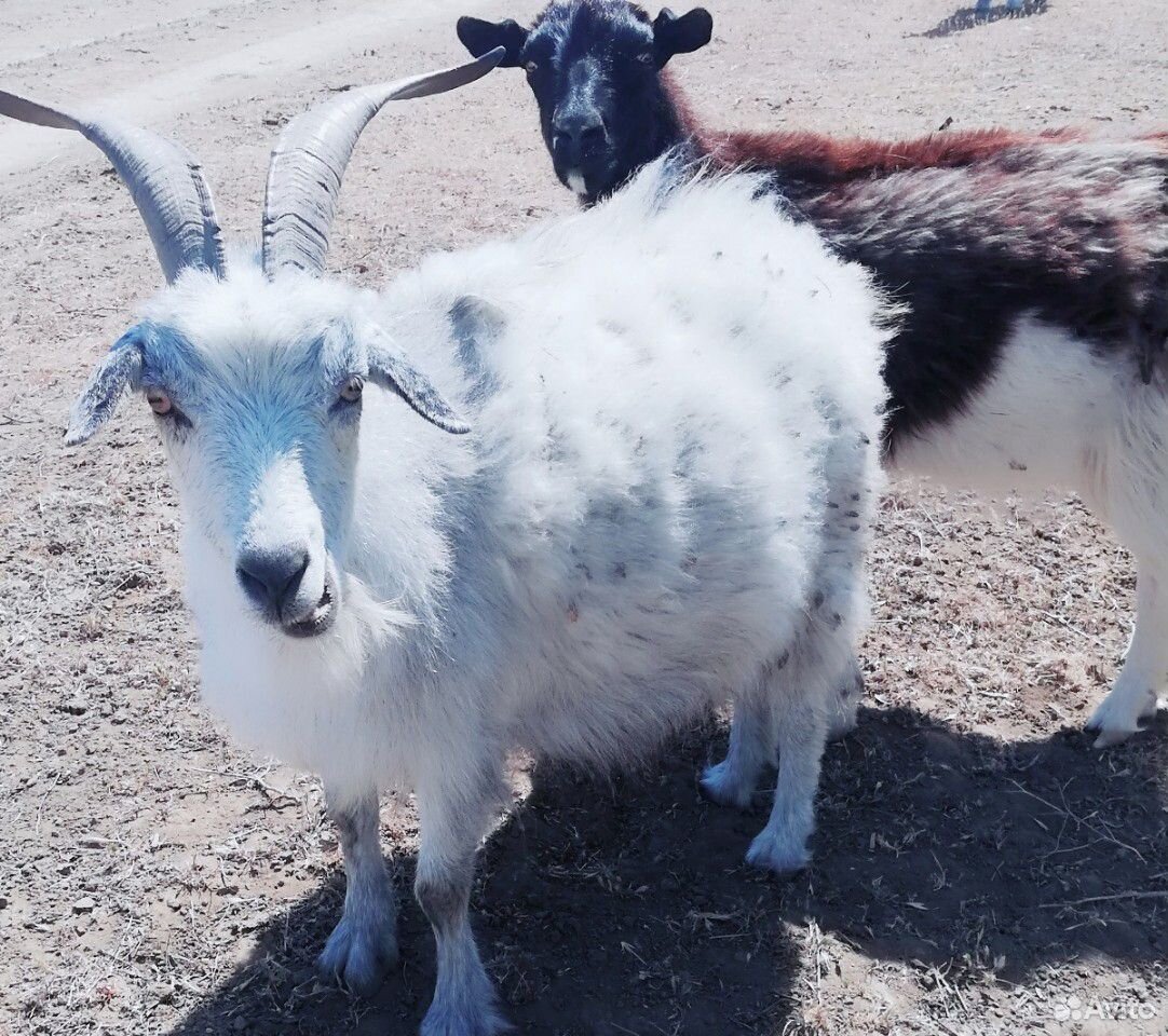 Продам стадо коз с козлятами на выбор купить на Зозу.ру - фотография № 2