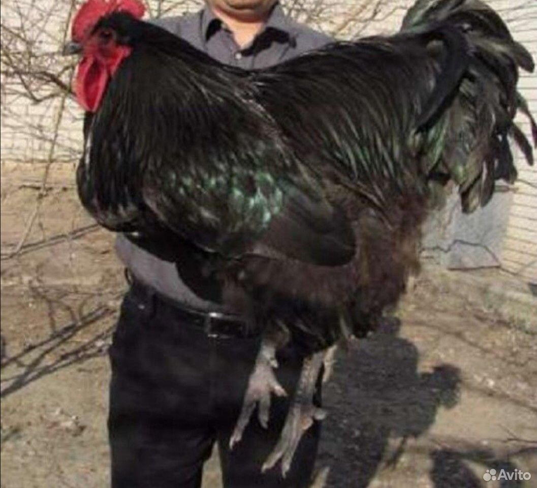 Цыплята Джерситский гигант купить на Зозу.ру - фотография № 1