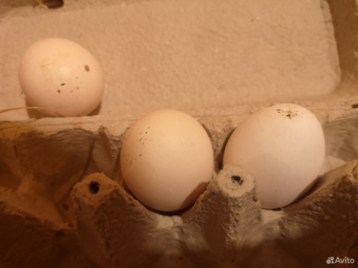 Инкубационное яйцо пушкинских кур купить на Зозу.ру - фотография № 2
