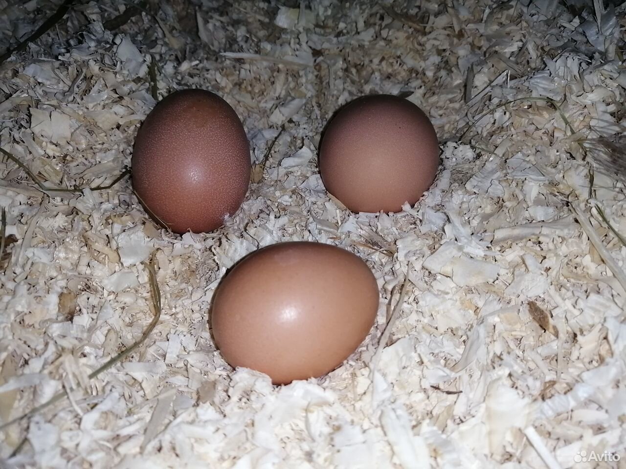 Яйцо куриное купить на Зозу.ру - фотография № 2