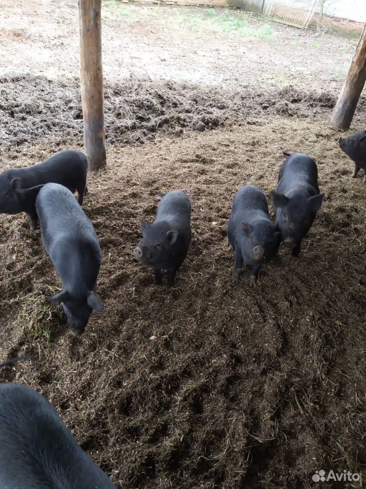 Мясо вьетнамских вислобрюхих свиней купить на Зозу.ру - фотография № 3
