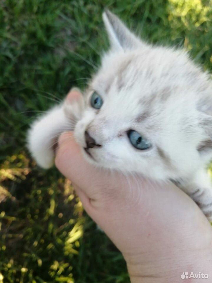 Котик с голубыми глазами в добрые руки купить на Зозу.ру - фотография № 4