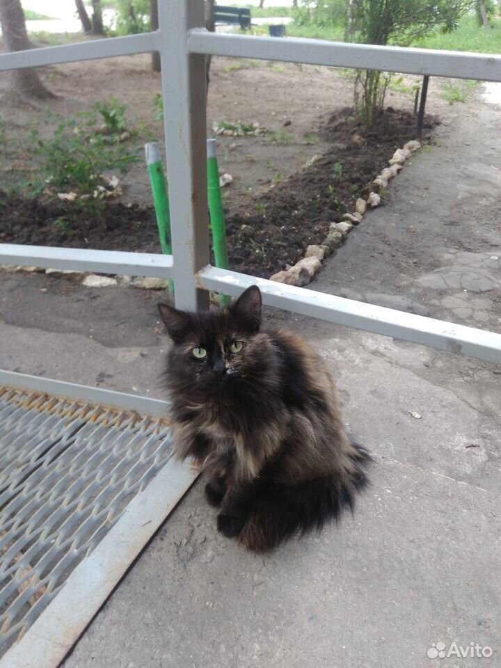 Котик необычного окраса купить на Зозу.ру - фотография № 2