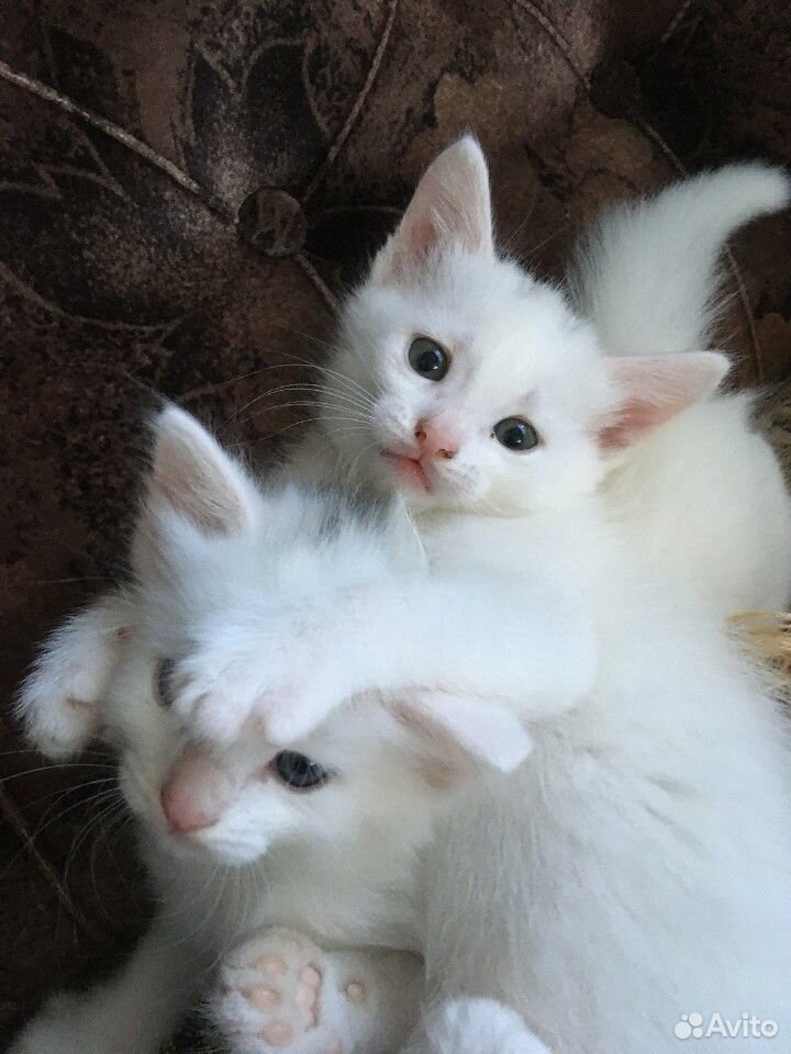 Беленькие котята купить на Зозу.ру - фотография № 1