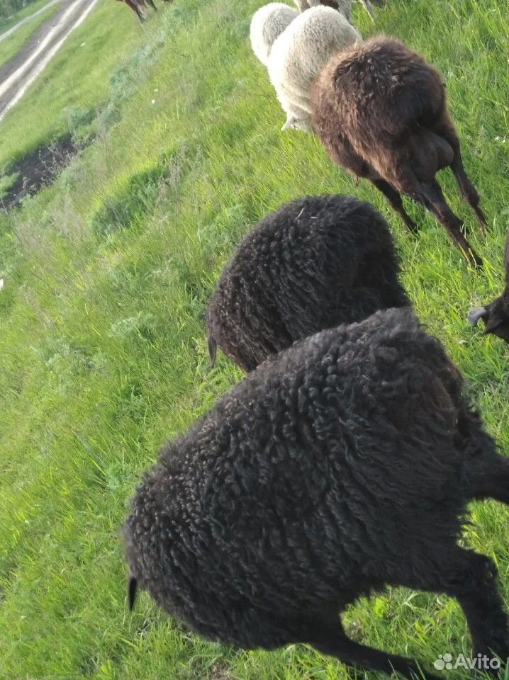 Племянные овцы купить на Зозу.ру - фотография № 2