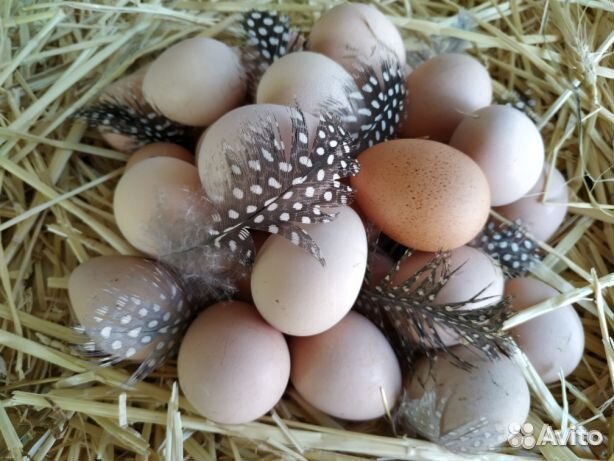 Яйца цесарки, индюшки, породистых кур купить на Зозу.ру - фотография № 1