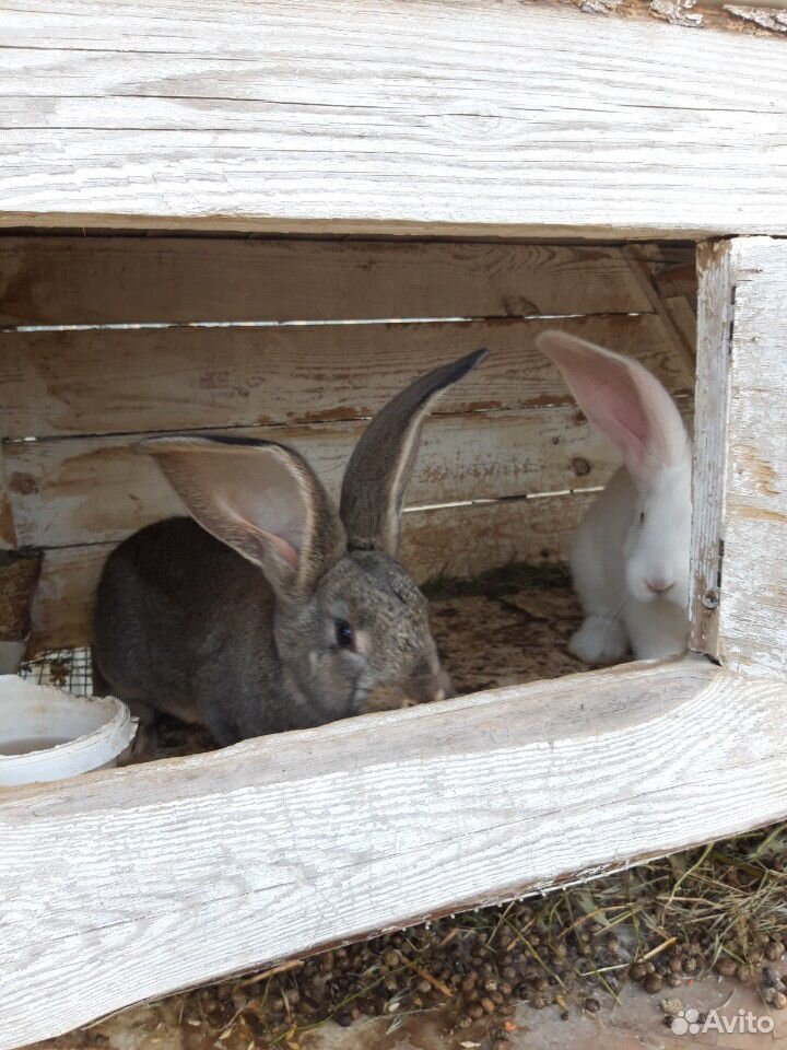 Кролики великаны купить на Зозу.ру - фотография № 2