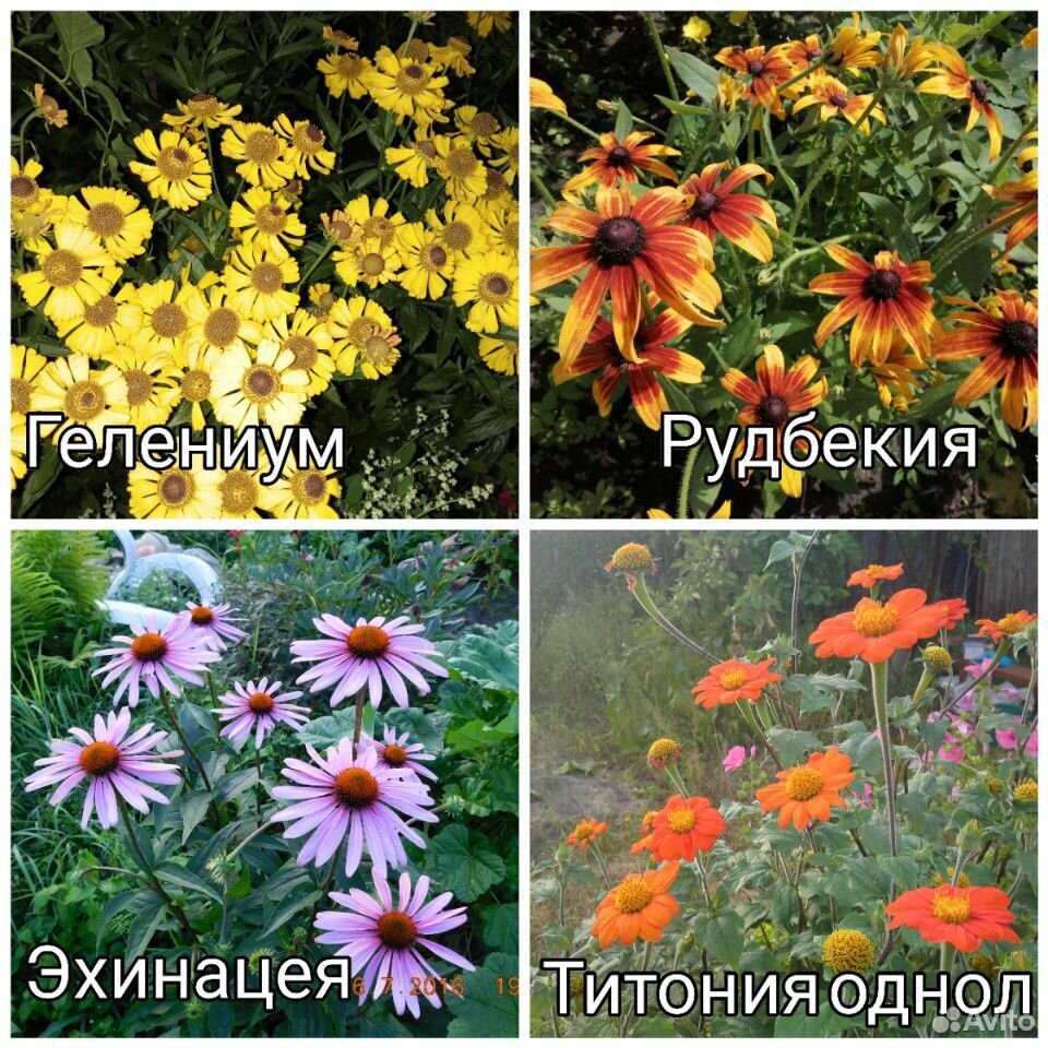 Цветы многолетние купить на Зозу.ру - фотография № 8