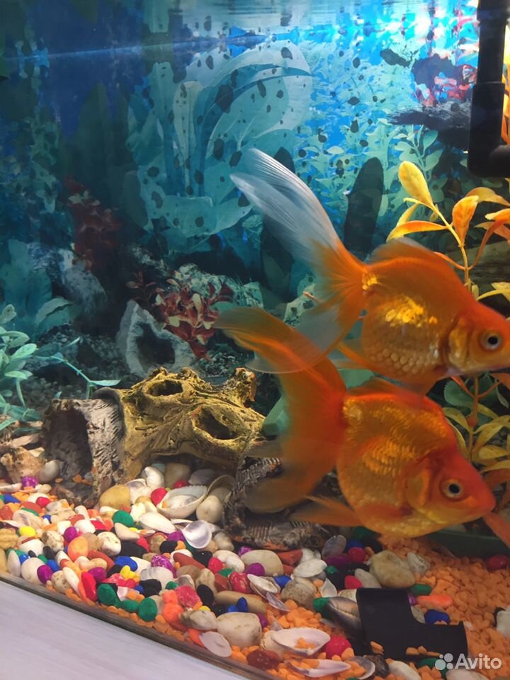 Продам 2 золотые рыбки с аквариумом купить на Зозу.ру - фотография № 1