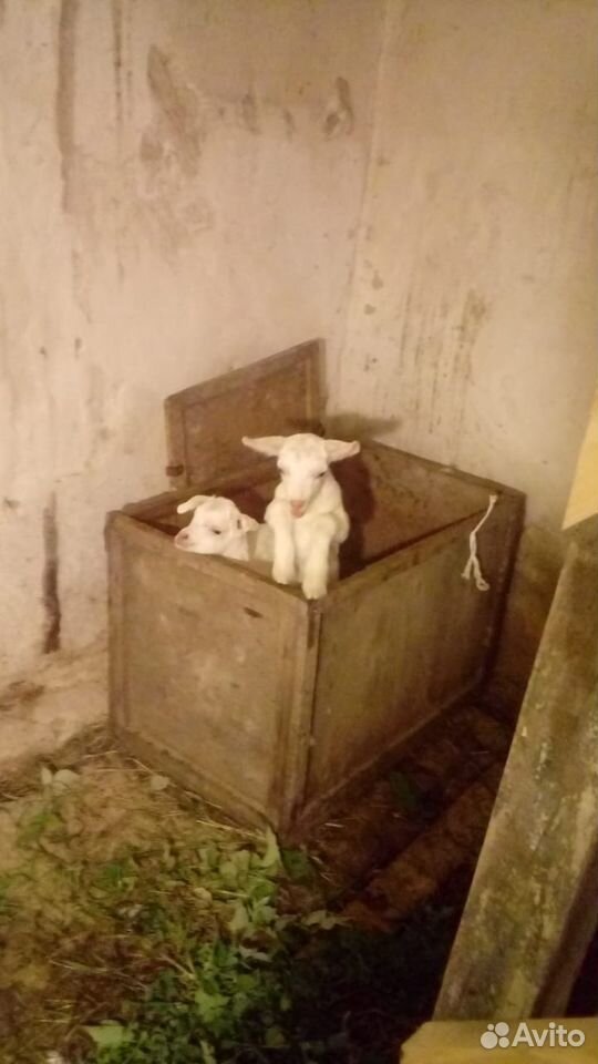 Продаются молочные козлята купить на Зозу.ру - фотография № 2