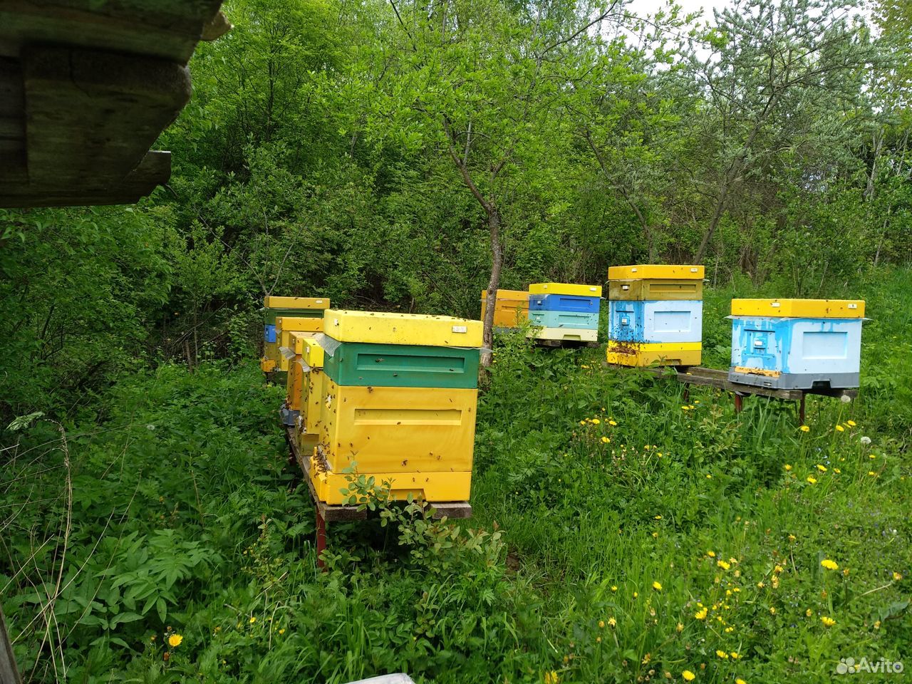 Пчелы карника, семьи, пчелосемьи, отводки купить на Зозу.ру - фотография № 2