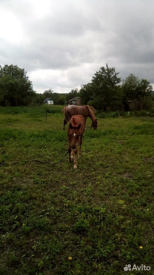 Продаётся лошадь с жеребёнком купить на Зозу.ру - фотография № 9