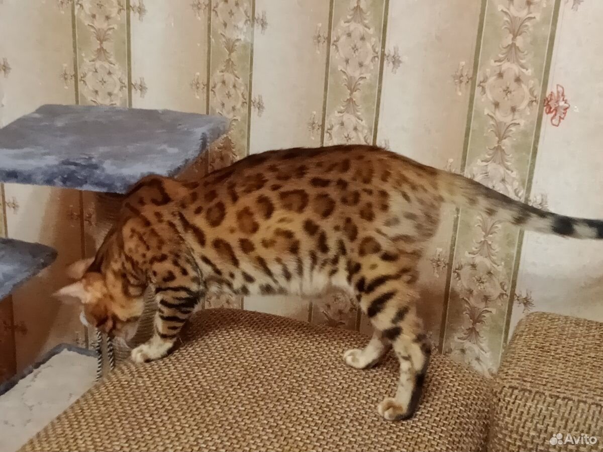 Бенгальская кошка купить на Зозу.ру - фотография № 5