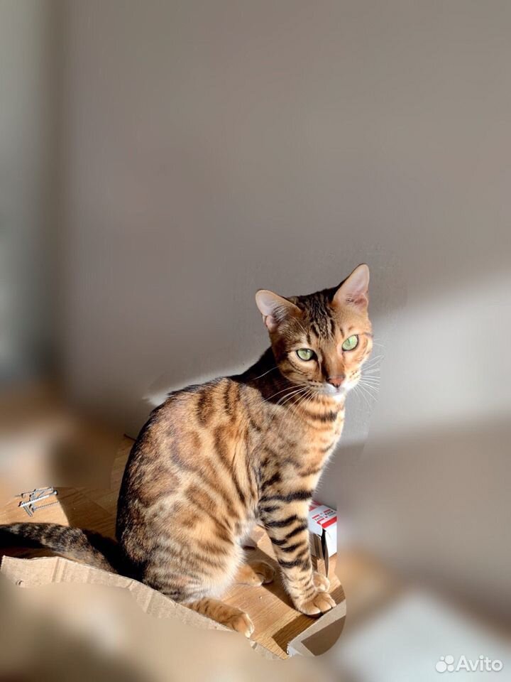 Бенгальский кот купить на Зозу.ру - фотография № 3