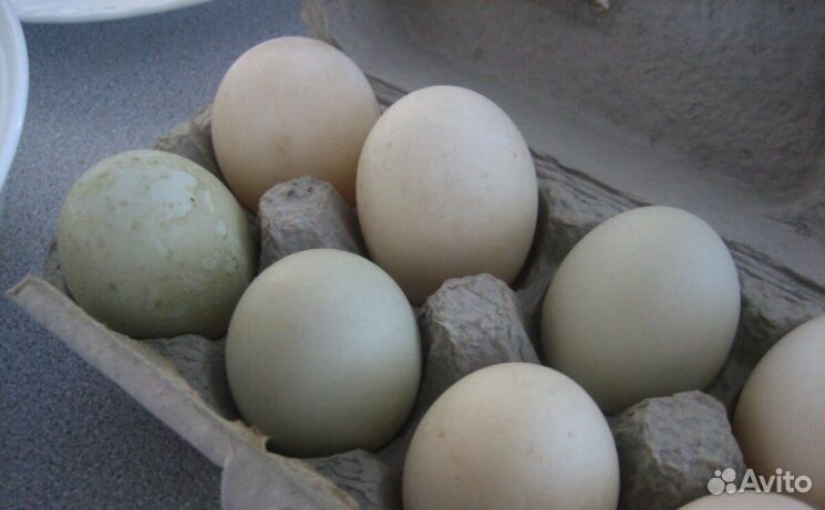 Яйцо инкубационное бройлерной утки купить на Зозу.ру - фотография № 1