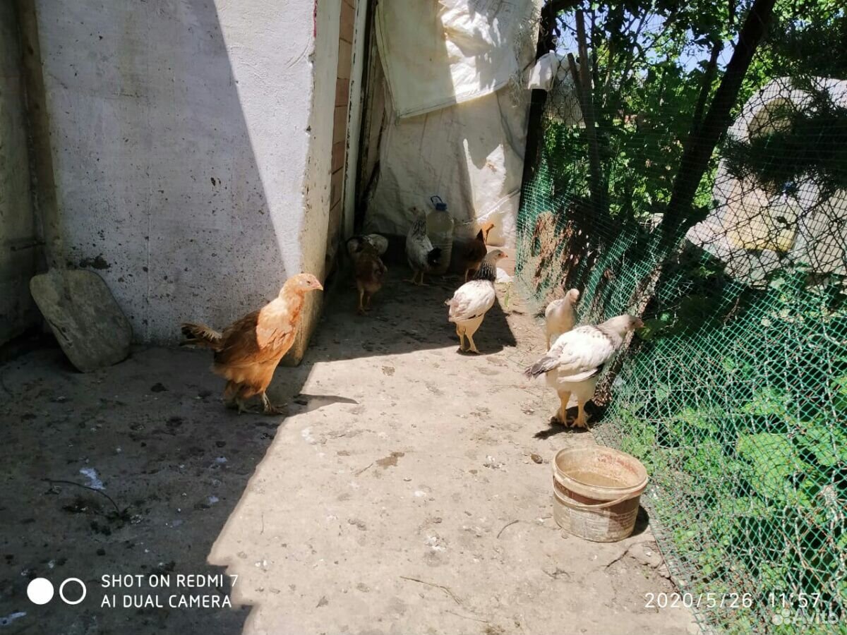 Цыплята на продажу купить на Зозу.ру - фотография № 4