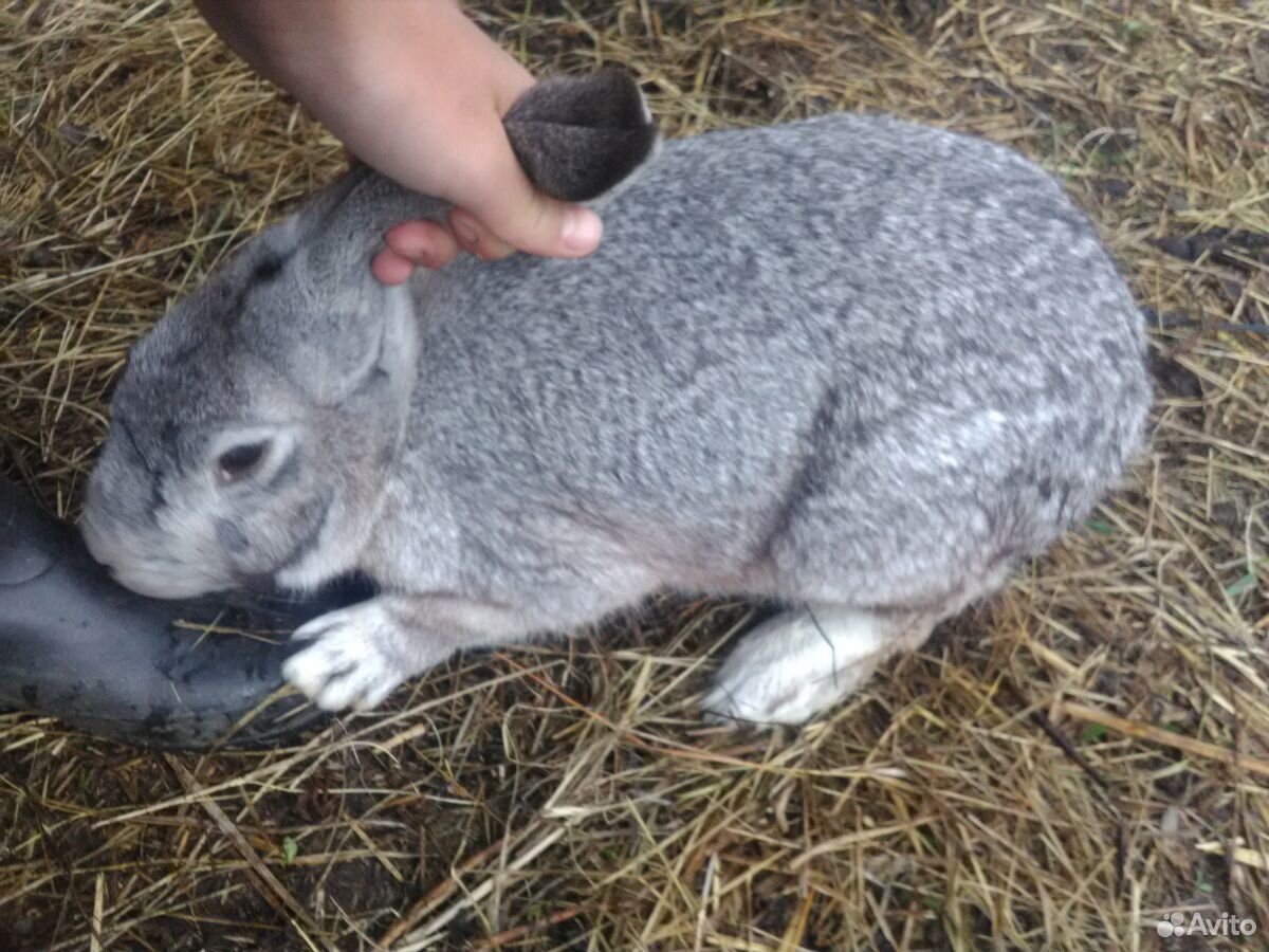 Кролик 5 кг