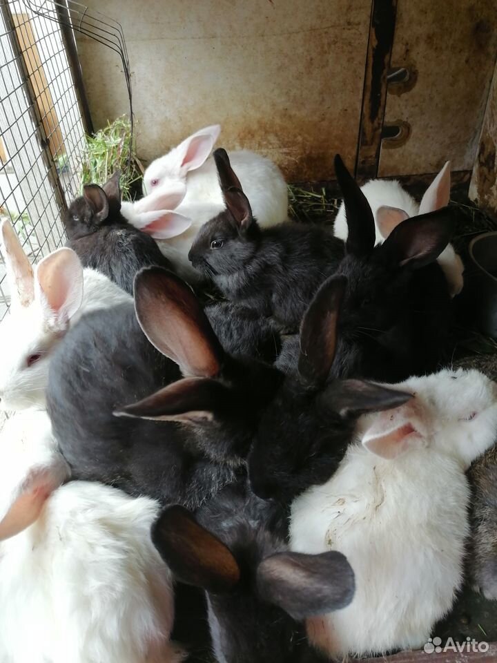 Продажа кроликов кролей крольчатины купить на Зозу.ру - фотография № 2