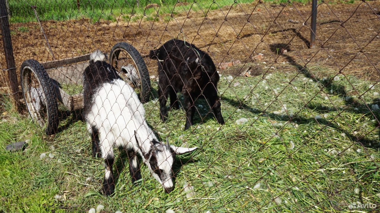 Чешские козочки. Чешско-альпийские козы купить на Зозу.ру - фотография № 3
