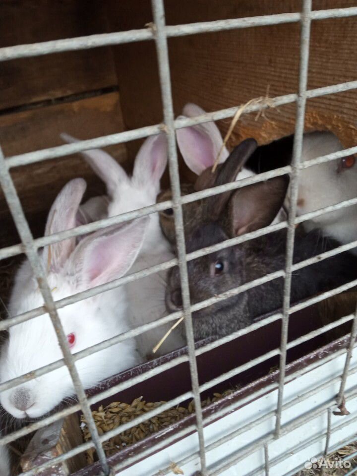 Продам кроликов полтора месяца купить на Зозу.ру - фотография № 2
