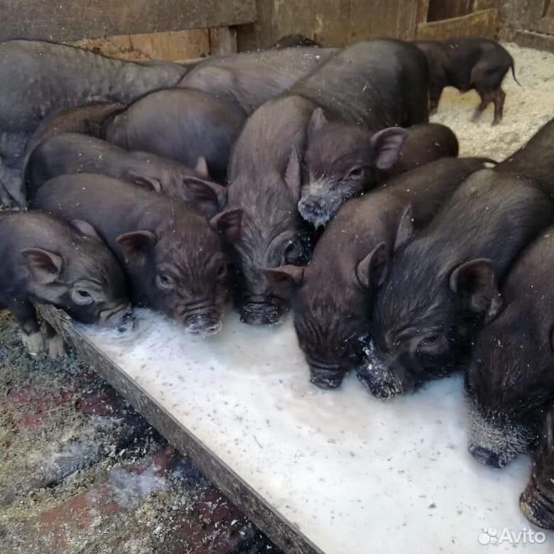 Вьетнамские свиньи, поросята купить на Зозу.ру - фотография № 1