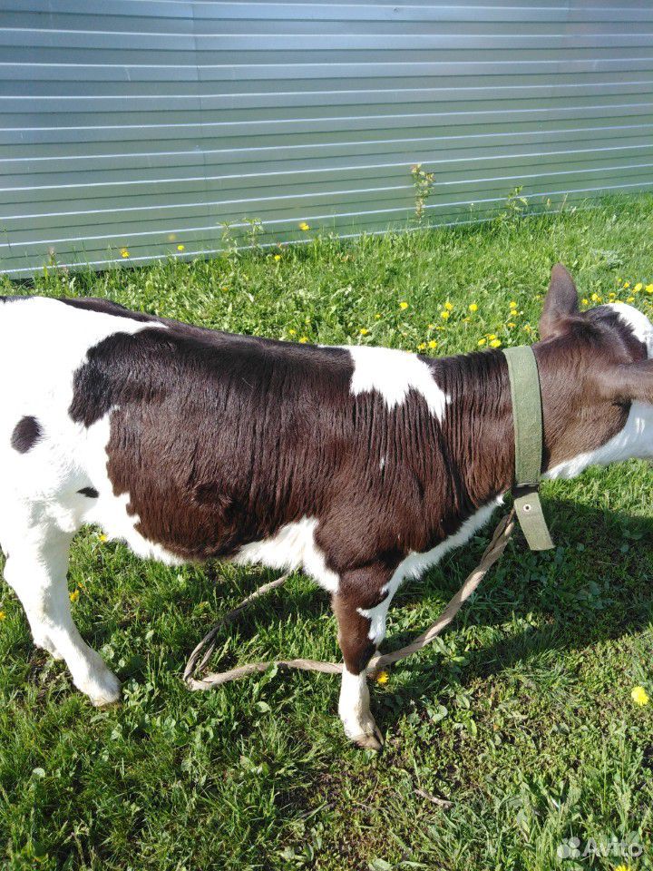 Корова с телочкой купить на Зозу.ру - фотография № 1