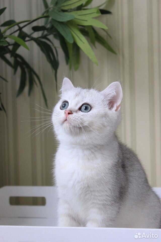 Британская серебристая шиншилла кот купить на Зозу.ру - фотография № 3