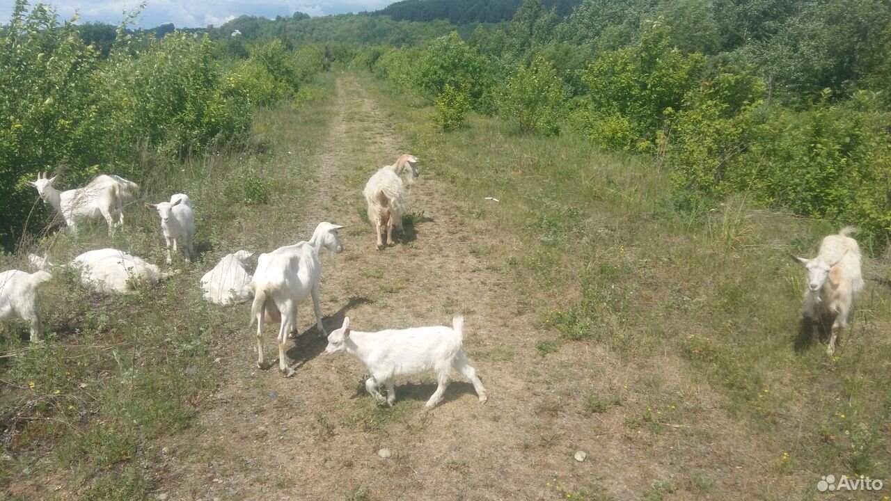 Дойные зааненские козы, козлята, молоко купить на Зозу.ру - фотография № 1