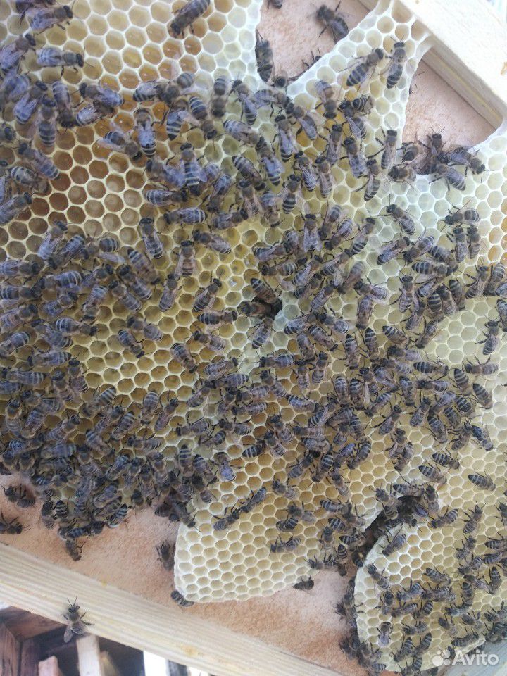 Пчелы пчелопакеты купить на Зозу.ру - фотография № 4