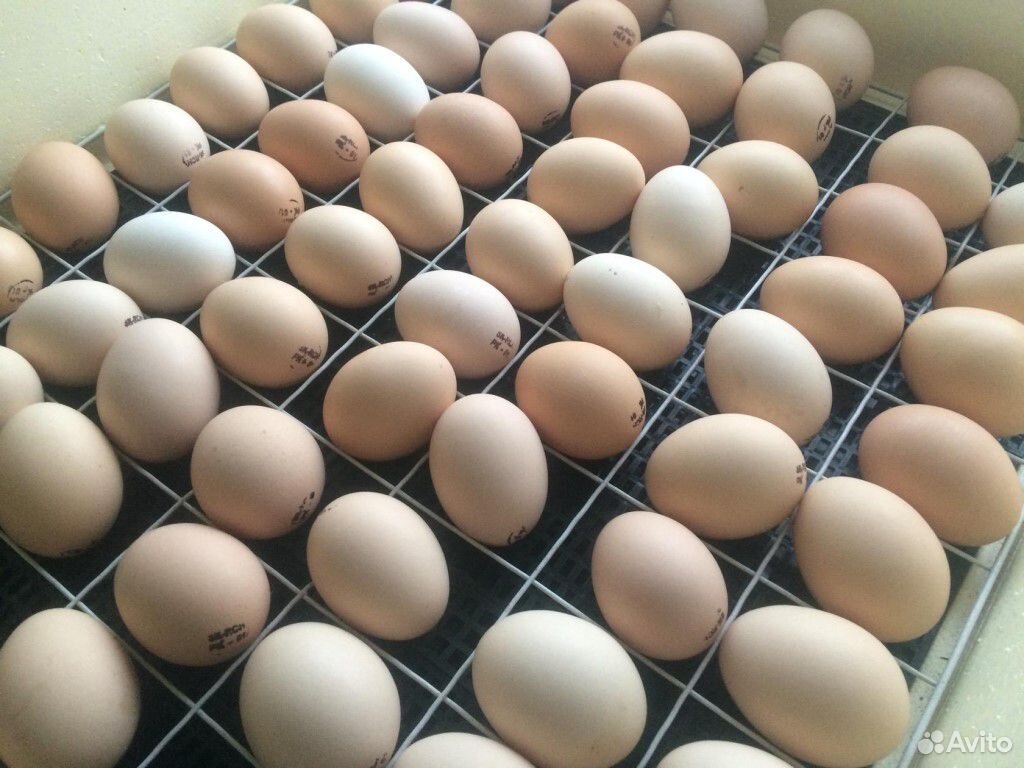 Инкубационное яйцо Кобб 700 купить на Зозу.ру - фотография № 1