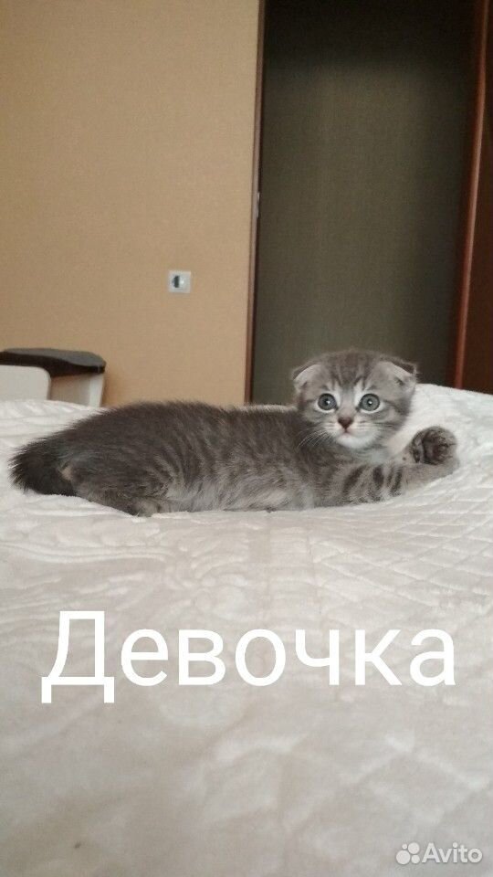 Отдам в хорошие руки котят купить на Зозу.ру - фотография № 1