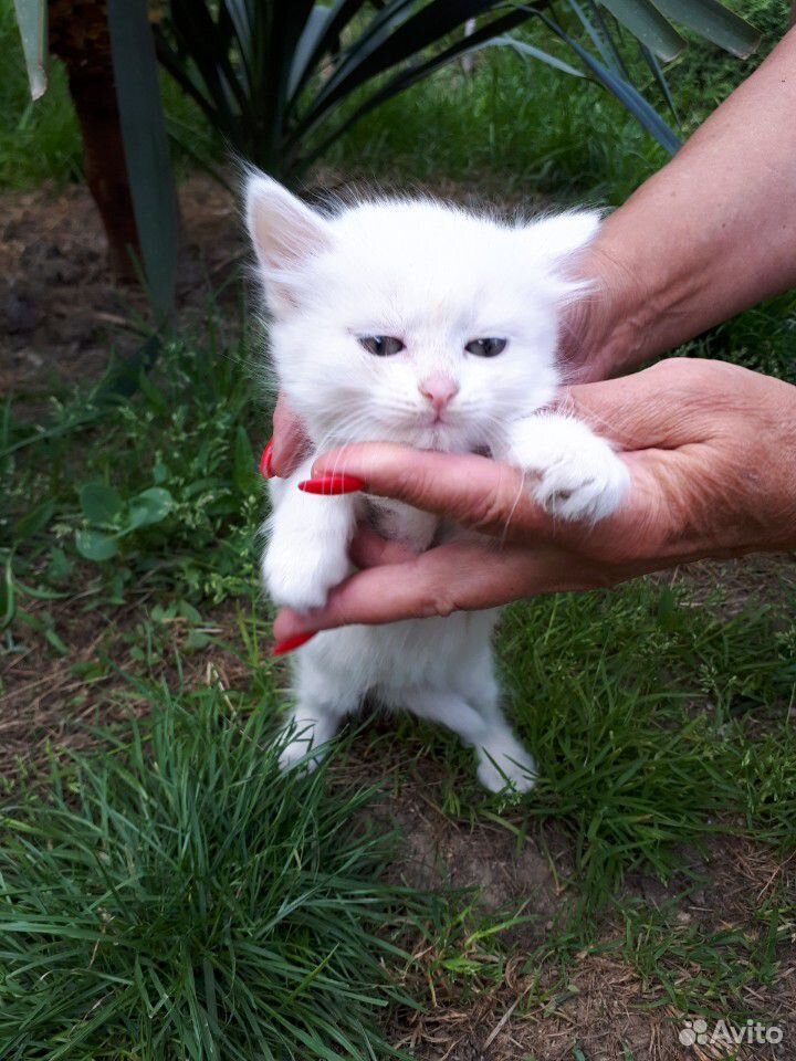 Отдам кота в добрые руки купить на Зозу.ру - фотография № 2