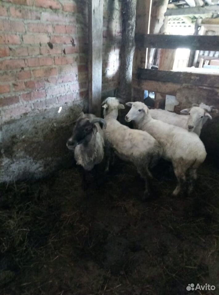 Продаются овцы купить на Зозу.ру - фотография № 2
