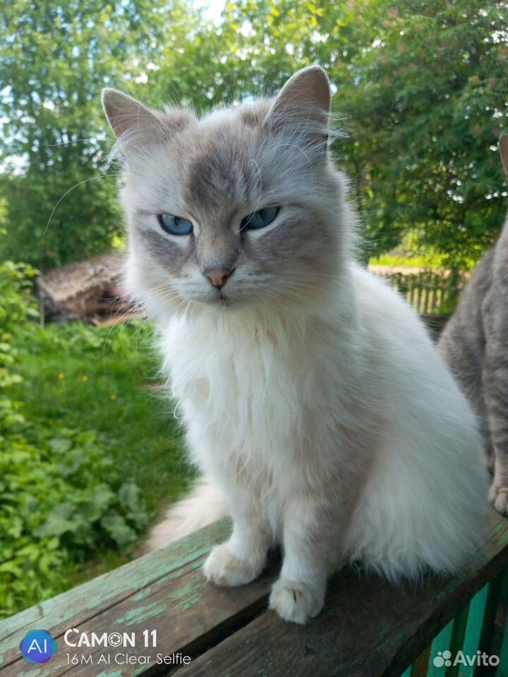 Беременная сиамская кошка купить на Зозу.ру - фотография № 2