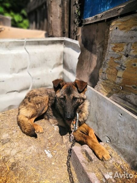 Собака ищет семью купить на Зозу.ру - фотография № 3