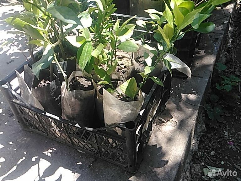 Кипарис, веерные пальмы, самшит купить на Зозу.ру - фотография № 3