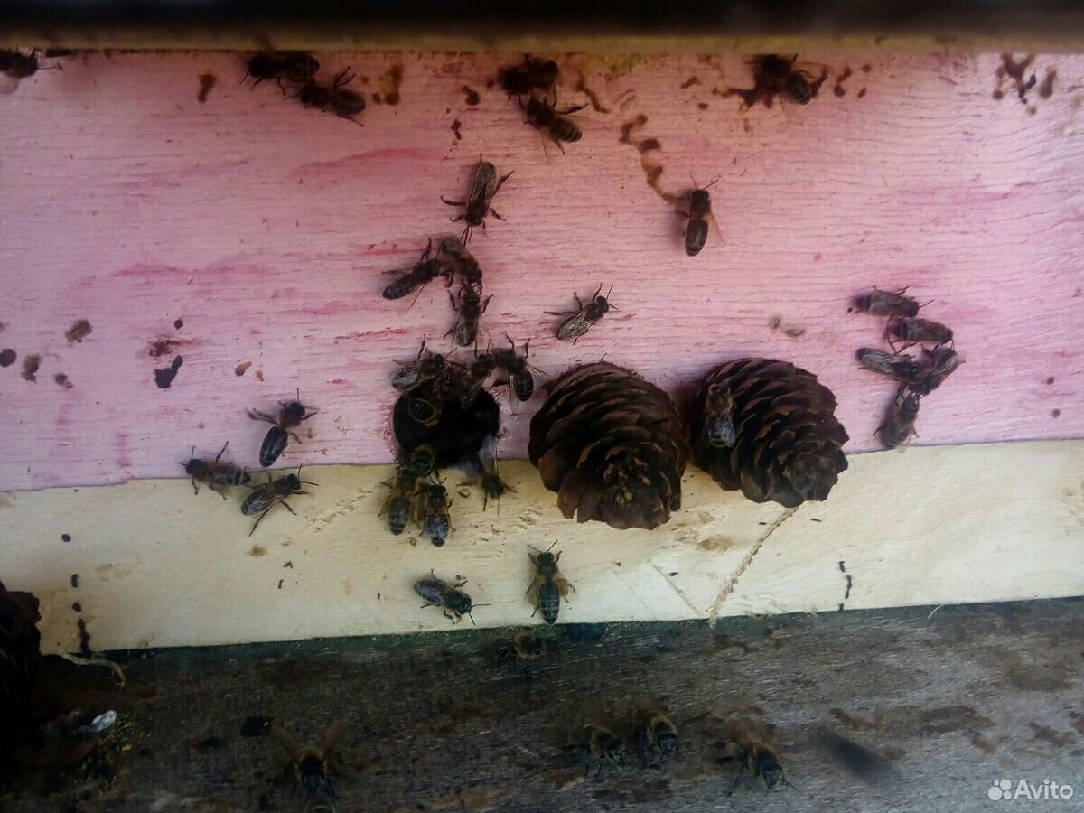 Пчелосемьи, пчелопакеты купить на Зозу.ру - фотография № 3