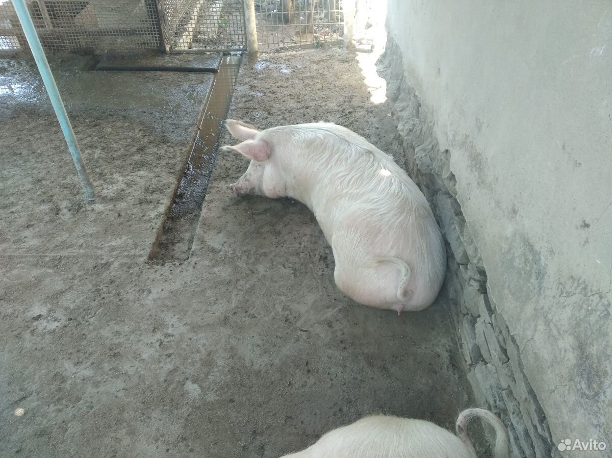 Свиньи живым весом продам купить на Зозу.ру - фотография № 2